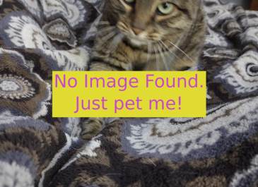 Image of cat that says "No Image Found, Just Pet Me" 