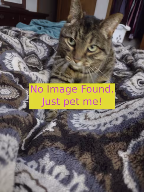Image of cat that says "No Image Found, Just Pet Me" 
